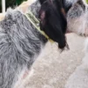 Collier pour chien AMV DOGS Référence : COLLIERCHIENH26