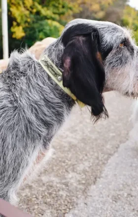 Collier pour chien AMV DOGS Référence : COLLIERCHIENH26