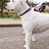 Collier pour chien AMV DOGS Référence : COLLIERCHIENH26