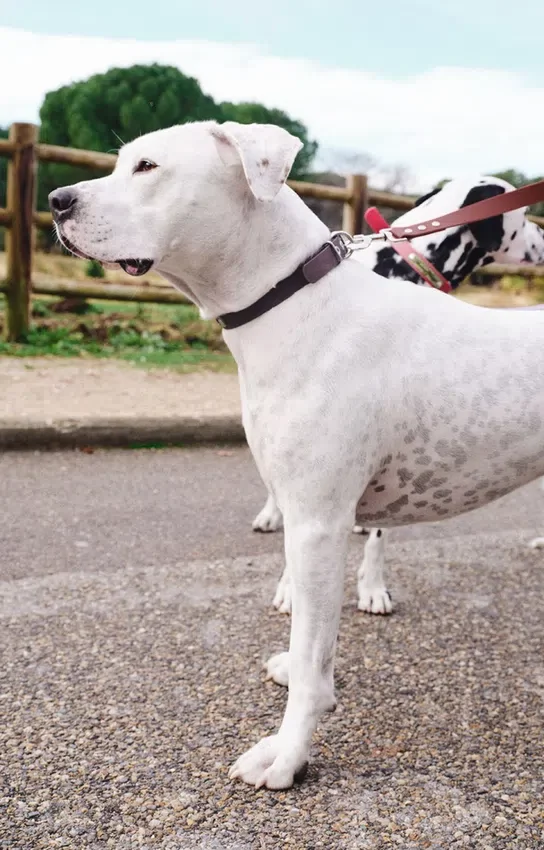Collier pour chien AMV DOGS Référence : COLLIERCHIENH26