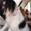 Collier pour chien AMV DOGS Référence : COLLIERCHIENH26