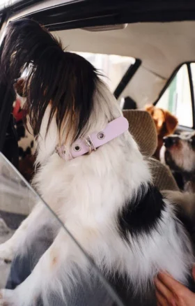 Collier pour chien AMV DOGS Référence : COLLIERCHIENH26