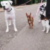Laisse pour chien AMV DOGS Référence : LAISSECHIENH26