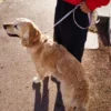 Laisse pour chien AMV DOGS Référence : LAISSECHIENH26