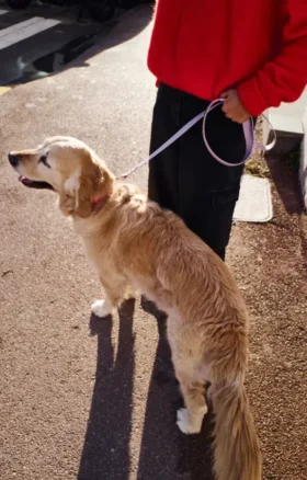 Laisse pour chien AMV DOGS Référence : LAISSECHIENH26