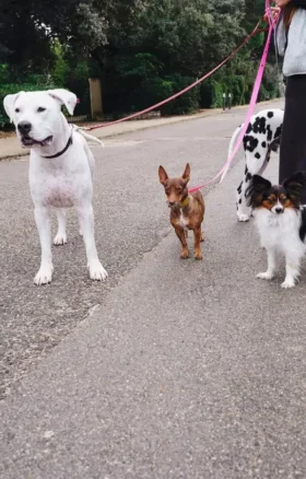 Laisse pour chien AMV DOGS Référence : LAISSECHIENH26