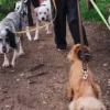 Laisse pour chien AMV DOGS Référence : LAISSECHIENH26