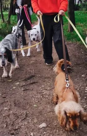 Laisse pour chien AMV DOGS Référence : LAISSECHIENH26