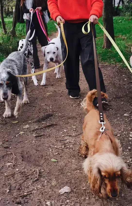 Laisse pour chien AMV DOGS Référence : LAISSECHIENH26