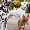 Laisse pour chien AMV DOGS Référence : LAISSECHIENH26