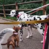 Laisse pour chien AMV DOGS Référence : LAISSECHIENH26