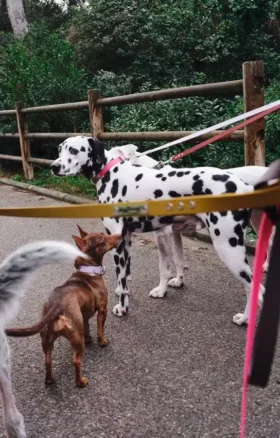 Laisse pour chien AMV DOGS Référence : LAISSECHIENH26