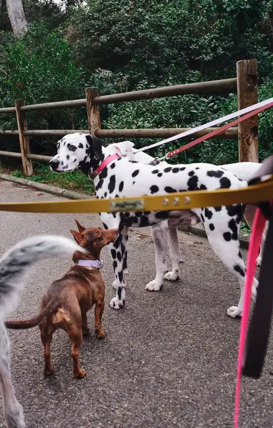 Laisse pour chien AMV DOGS Référence : LAISSECHIENH26