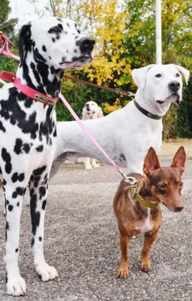 Laisse pour chien AMV DOGS Référence : LAISSECHIENH26