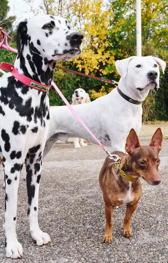Laisse pour chien AMV DOGS Référence : LAISSECHIENH26
