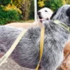 Laisse pour chien AMV DOGS Référence : LAISSECHIENH26