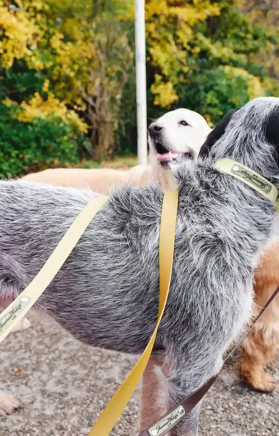 Laisse pour chien AMV DOGS Référence : LAISSECHIENH26