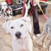 Laisse pour chien AMV DOGS Référence : LAISSECHIENH26
