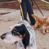Laisse pour chien AMV DOGS Référence : LAISSECHIENH26