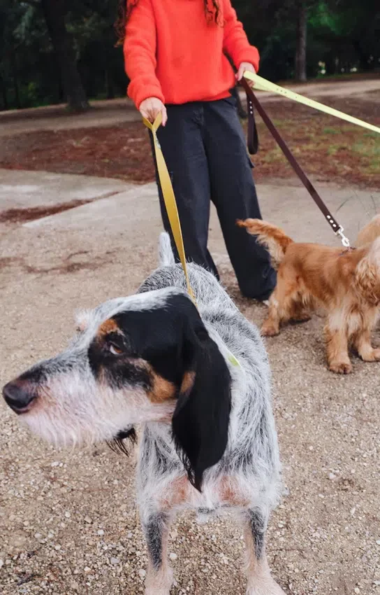 Laisse pour chien AMV DOGS Référence : LAISSECHIENH26