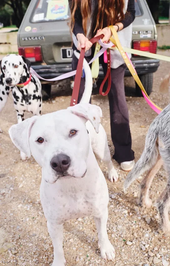 Laisse pour chien AMV DOGS Référence : LAISSECHIENH26