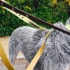 Laisse pour chien AMV DOGS Référence : LAISSECHIENH26