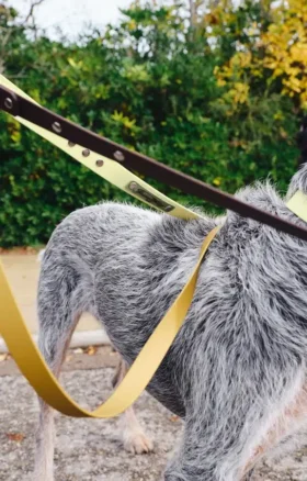 Laisse pour chien AMV DOGS Référence : LAISSECHIENH26