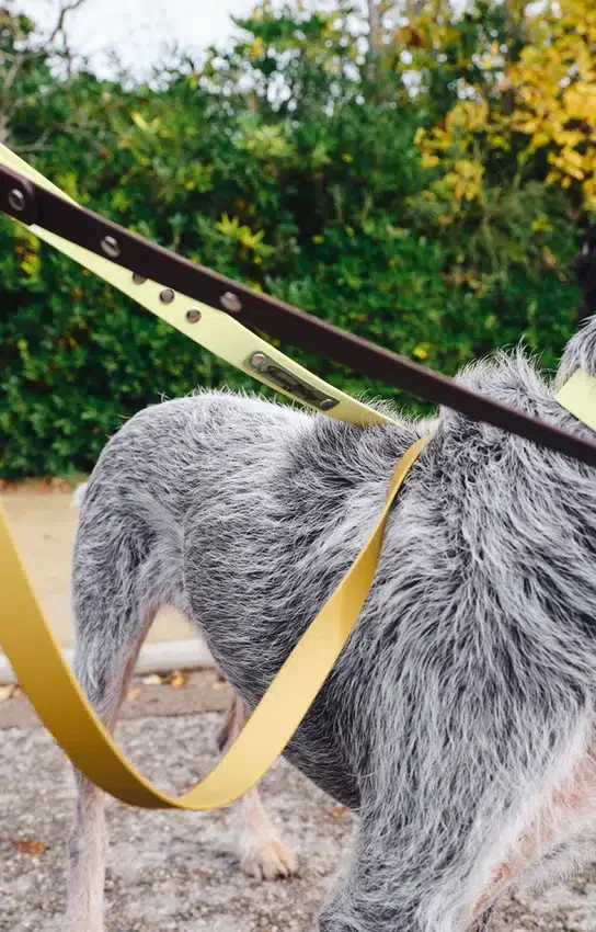 Laisse pour chien AMV DOGS Référence : LAISSECHIENH26